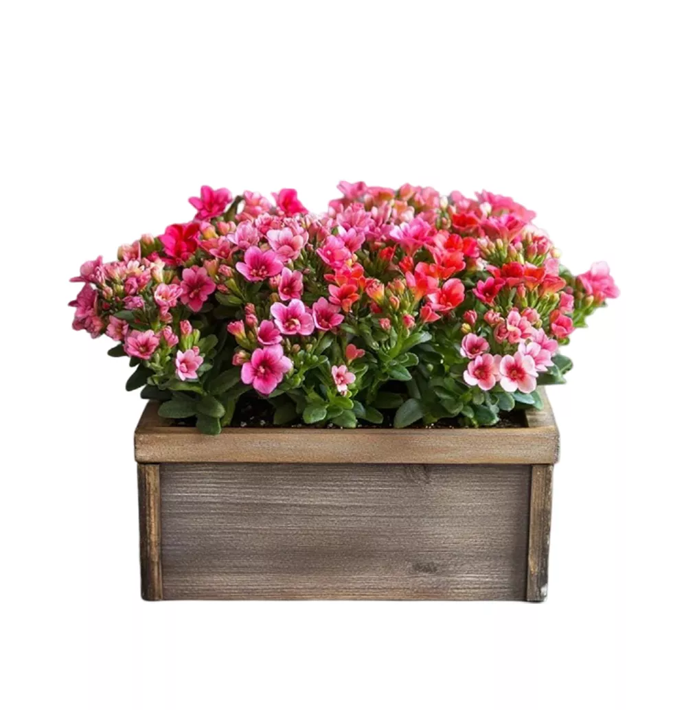 Eco-Friendly Kalanchoe Collection