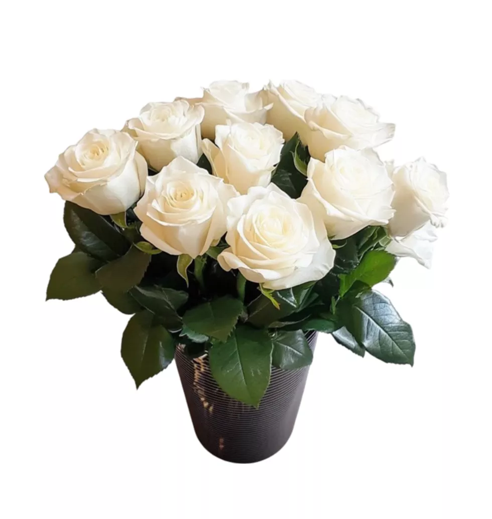 Classic Love: 12 White Rose Arrangement