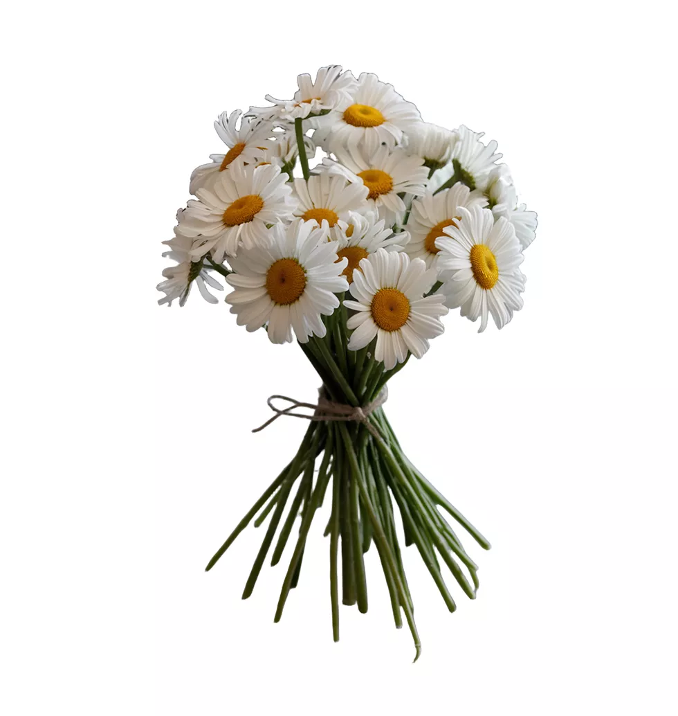 Innocent 10 Beautiful Daisy Bunch