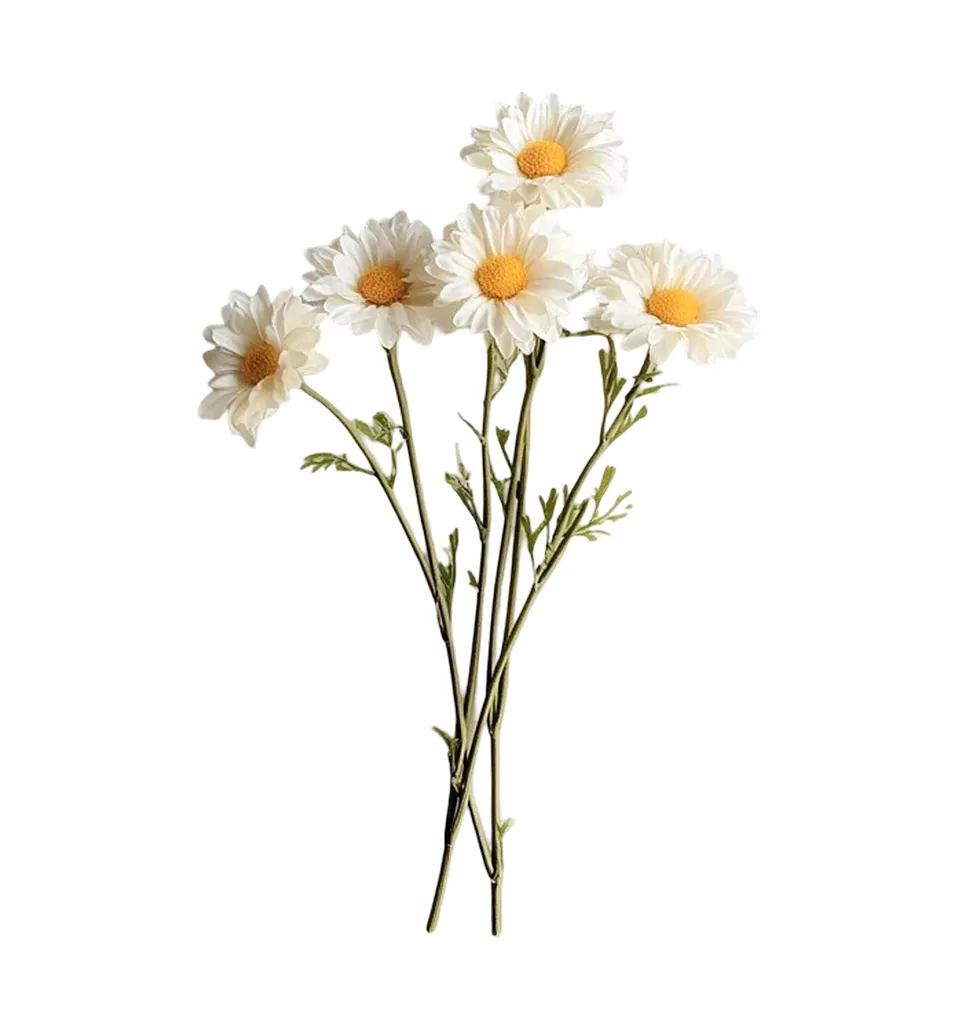 Charming Daisy Collection