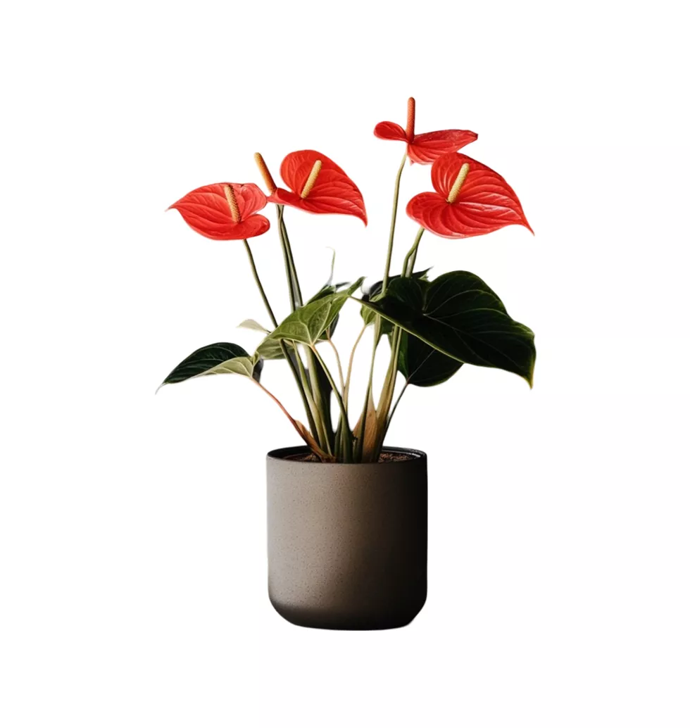 Bold Red Elegance Plant