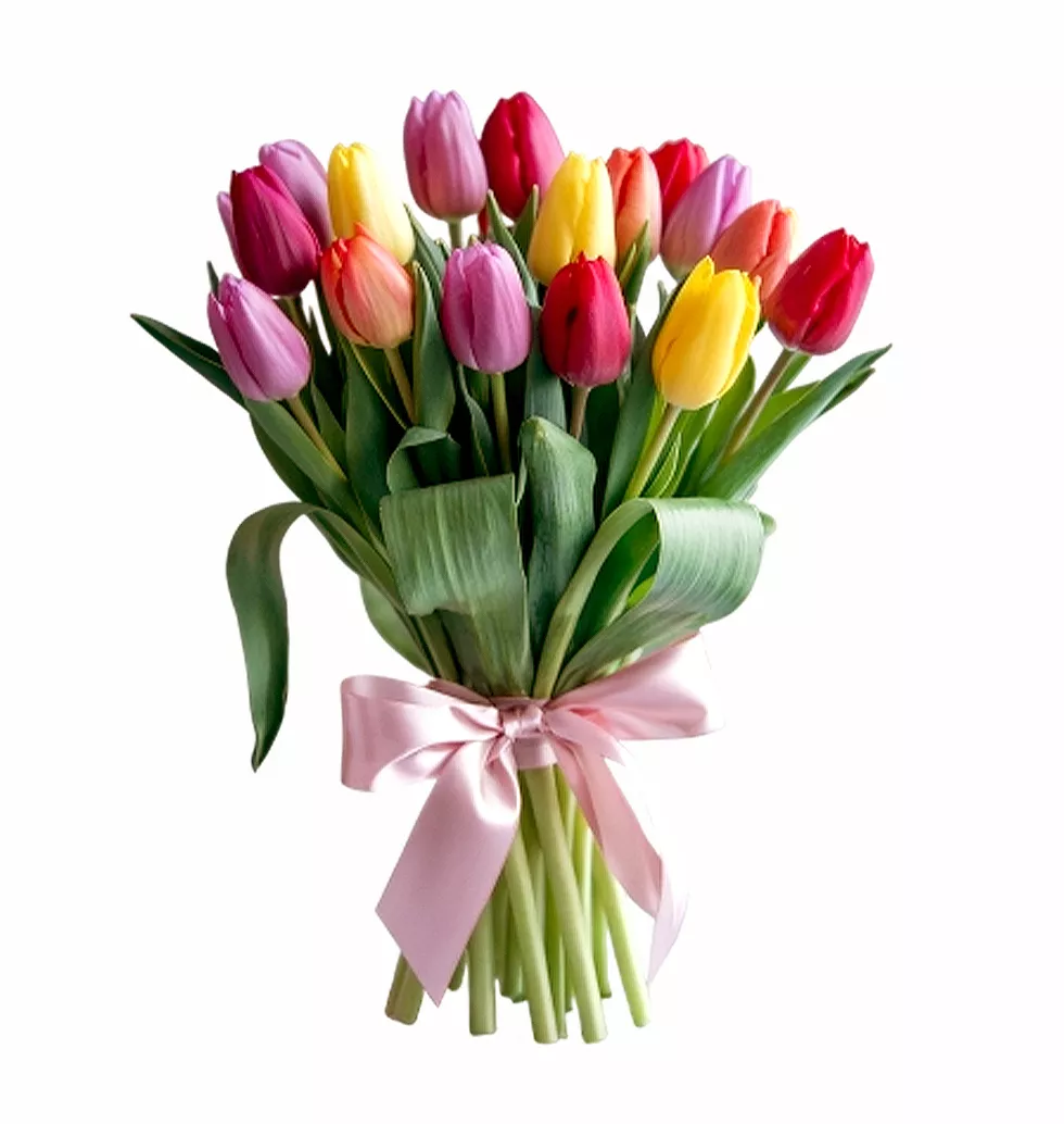 Charming Tulip Collection