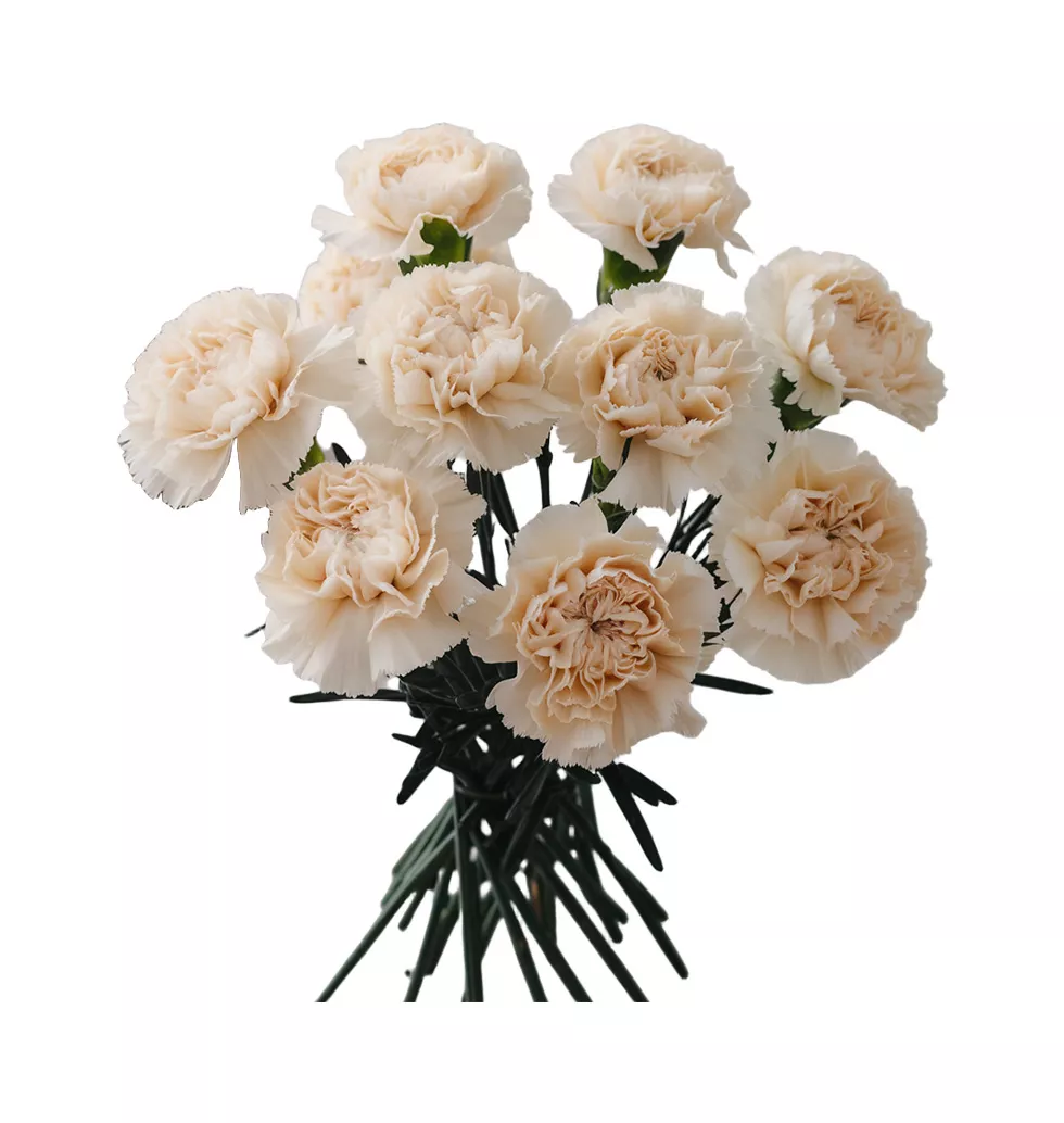 Colorful Sentiment Carnations
