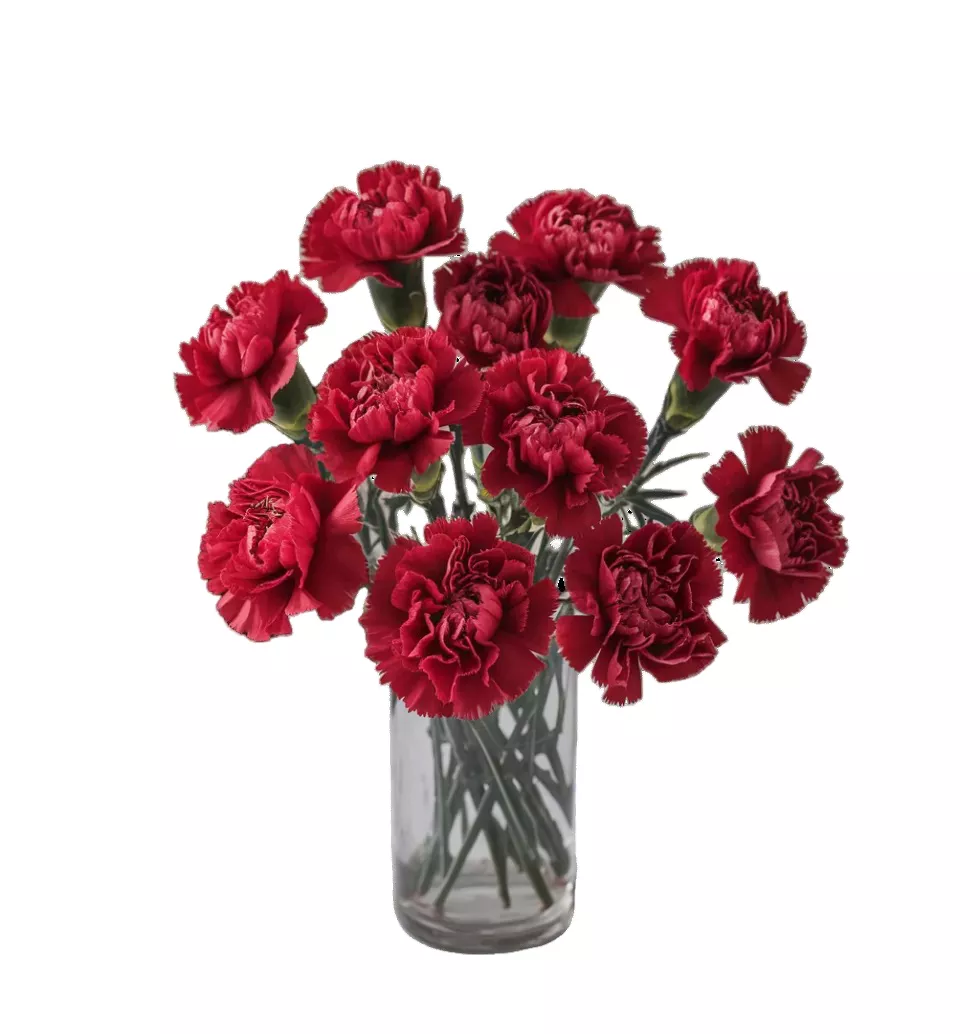 Radiant Carnation Mix