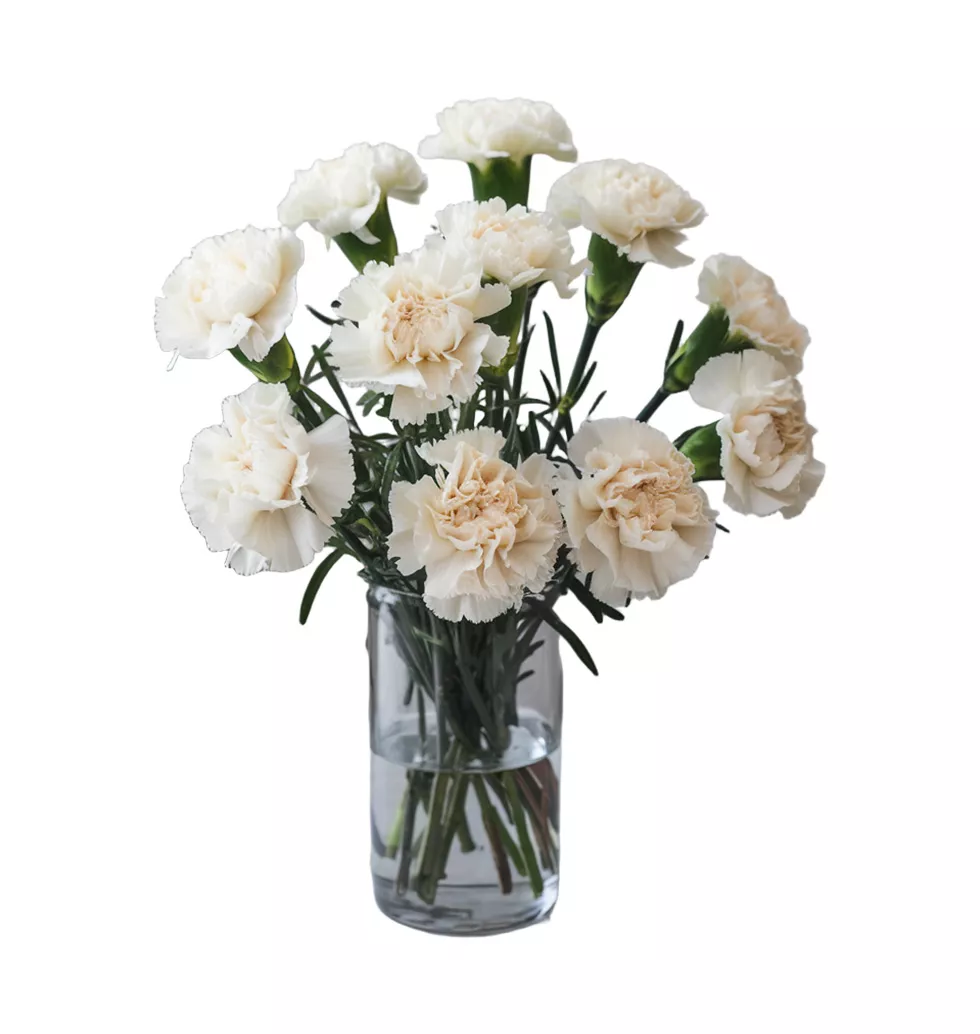 Graceful Carnation Collection