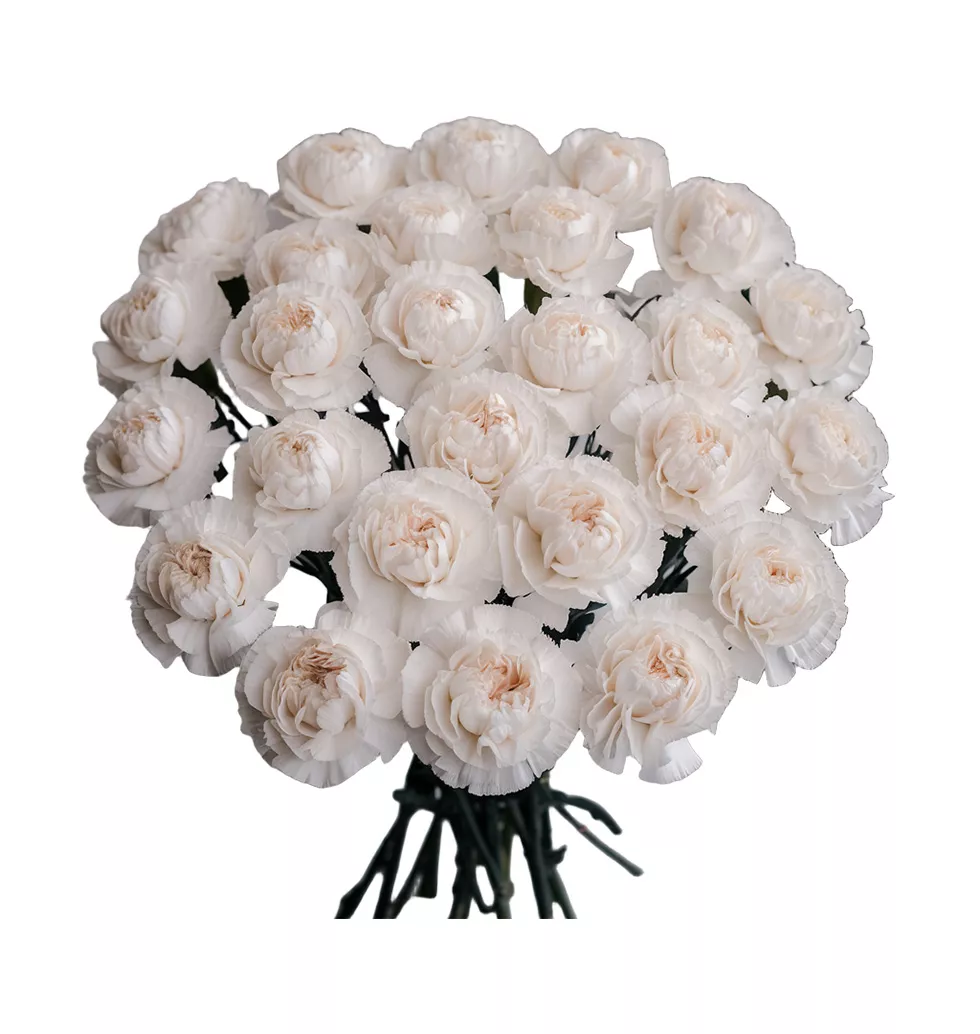 Whimsical Carnation Delight