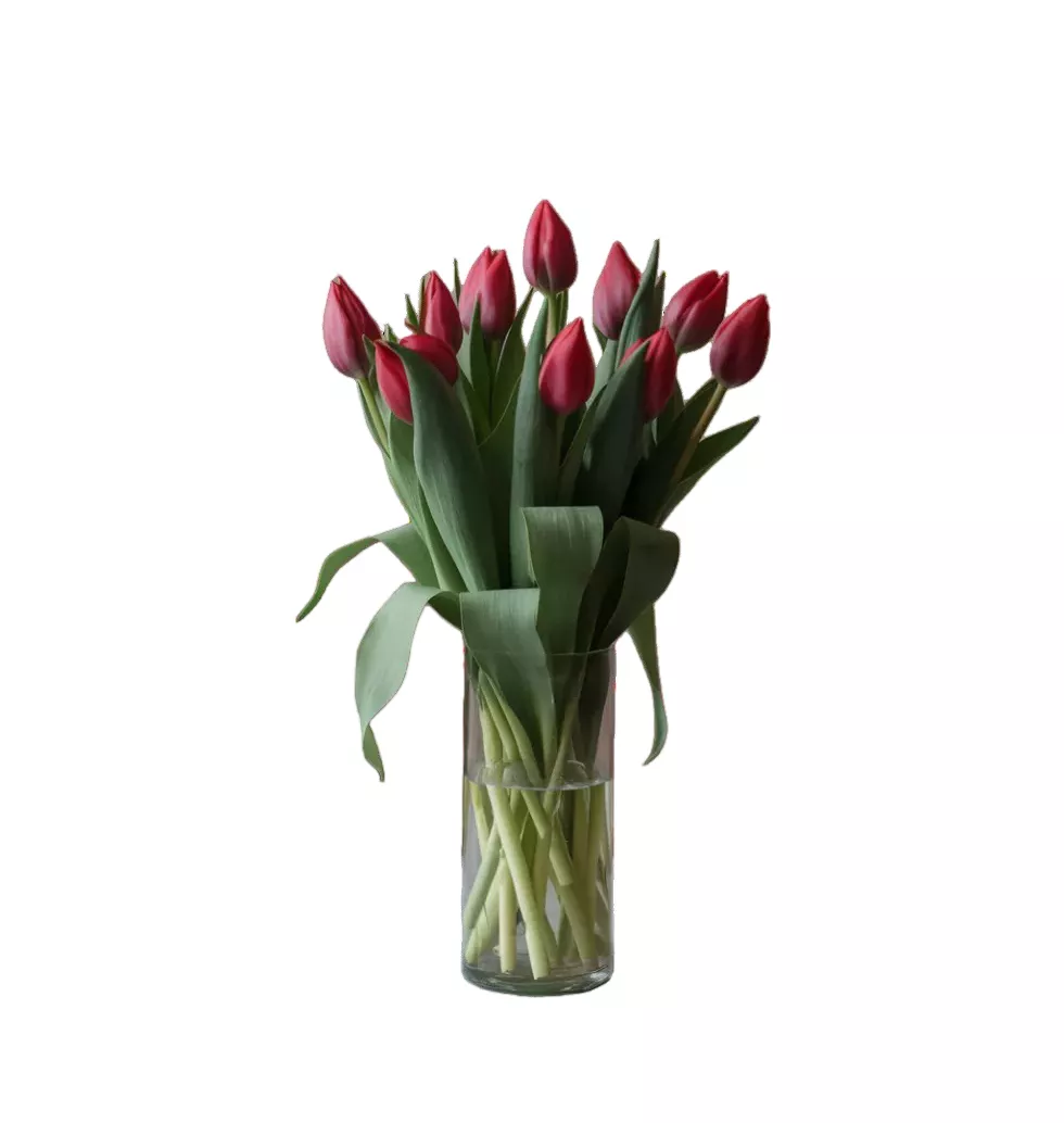 Passionate Red Tulips